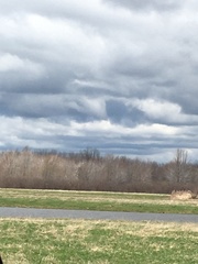 Plegadis falcinellus