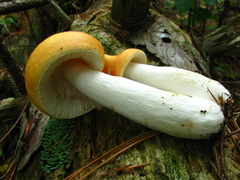Russula lutea