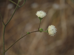 Chaenactis artemisiifolia