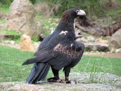 Wedge-Tailed Eagle photo 3