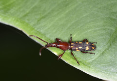 Baryrhynchus poweri