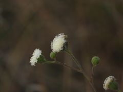 Chaenactis artemisiifolia