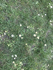 Bellis perennis