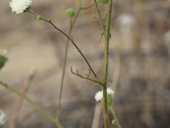 Chaenactis artemisiifolia