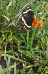 Papilio scamander