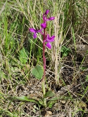 Orchis mascula laxifloriformis