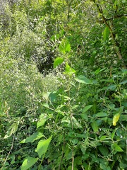 Rhinacanthus gracilis