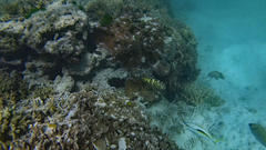 Scolopsis monogramma