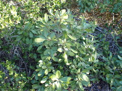Sideroxylon inerme inerme