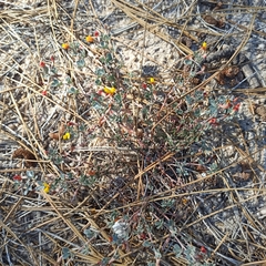 Acmispon argyraeus argyraeus