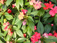 Balsaminaceae