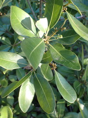 Sideroxylon inerme inerme