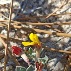 Acmispon argyraeus argyraeus