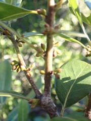 Sideroxylon inerme inerme
