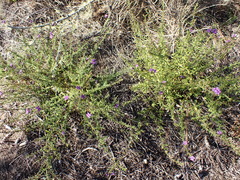 Jamesbrittenia tenuifolia