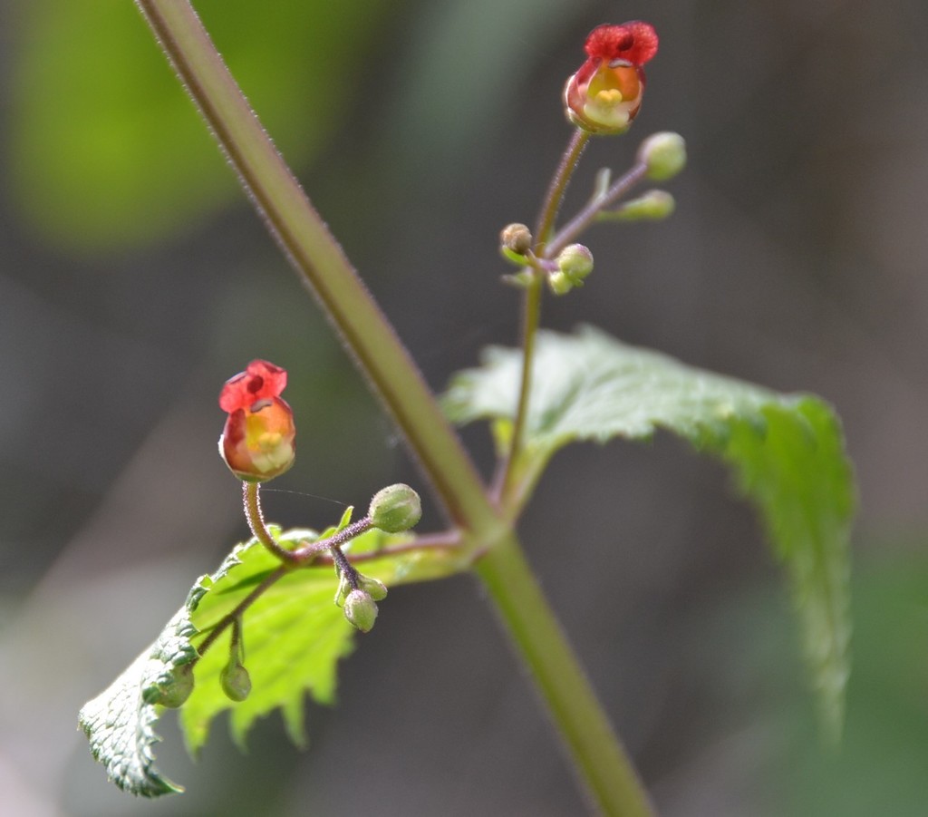 Balm-leaved Figwort