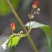 Balm-leaved Figwort - Photo (c) buggybu, some rights reserved (CC BY-NC), uploaded by buggybu