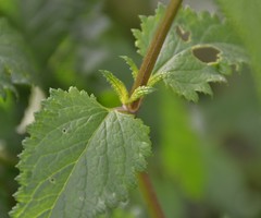 Scrophularia scorodonia