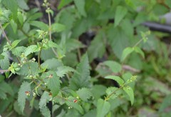 Scrophularia scorodonia