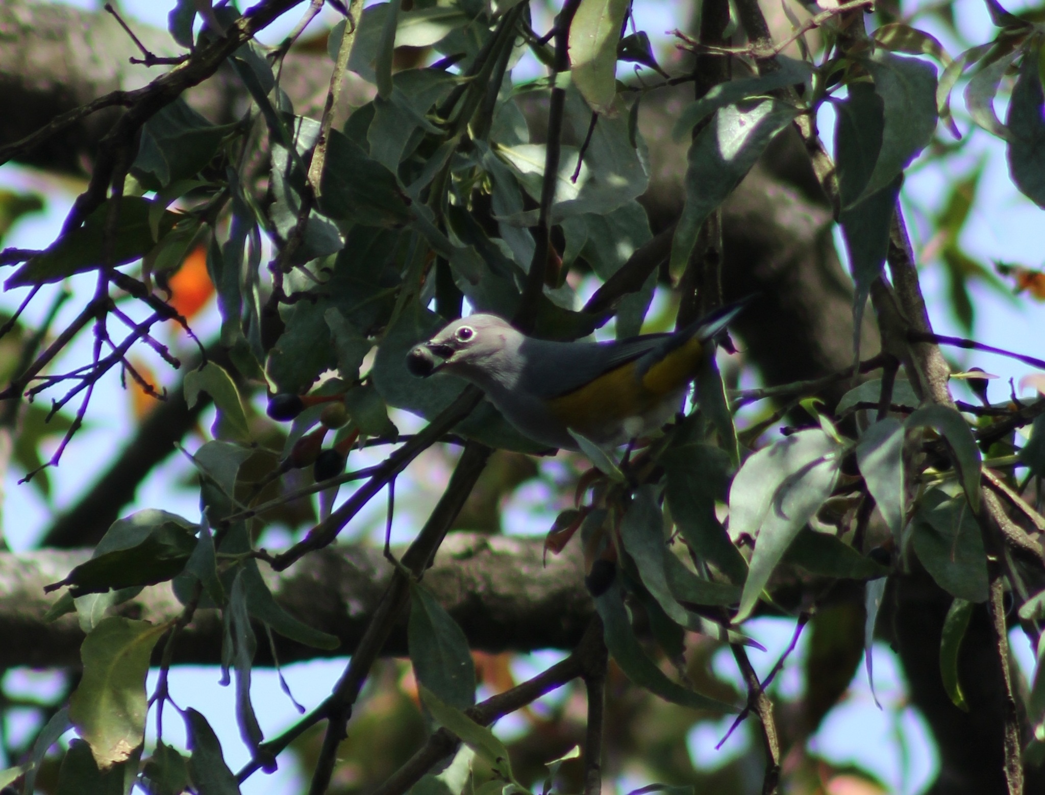 Grey Silky-flycatcher illustration