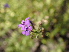 Jamesbrittenia tenuifolia