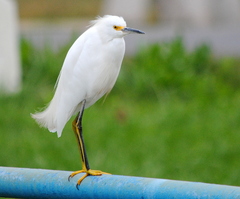 Egretta thula