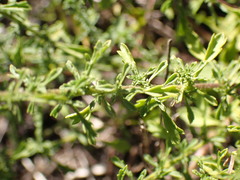 Jamesbrittenia tenuifolia