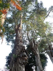 Melaleuca cajuputi cumingiana