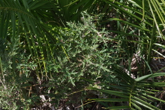 Phoenix reclinata