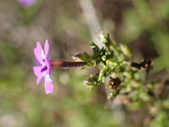 Jamesbrittenia tenuifolia
