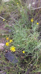 Gaillardia megapotamica
