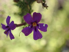 Jamesbrittenia tenuifolia