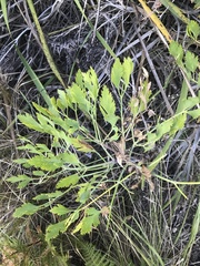 Notobubon galbanum