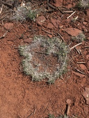 Muhlenbergia torreyi