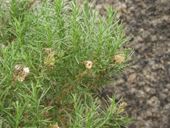 Ericameria pinifolia