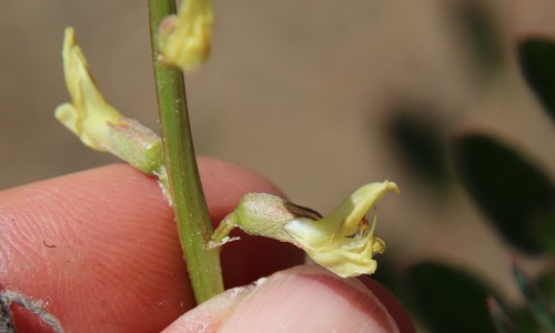 Image of Astragalus deanei by (c) Millie Basden, some rights reserved (CC BY)