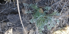 Artemisia sericea
