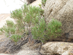 Ericameria pinifolia