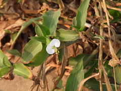 Commelina erecta erecta