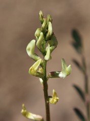 Astragalus deanei