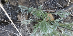 Artemisia sericea