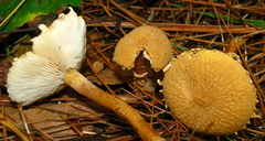 Cystoderma amianthinum rugosoreticulatum