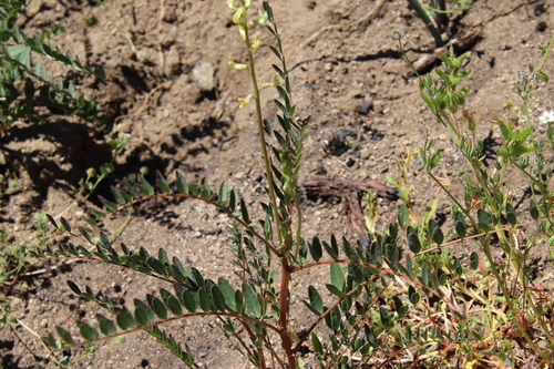 Image of Astragalus deanei by (c) Millie Basden, some rights reserved (CC BY)