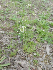 Capsella bursa-pastoris