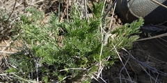 Artemisia