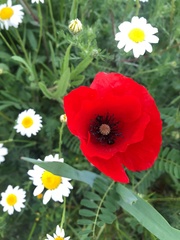 Papaver rhoeas