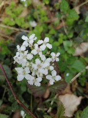 Cardamine trifolia