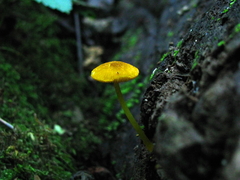 Pluteus admirabilis