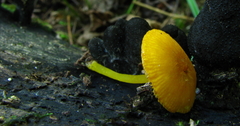 Pluteus admirabilis