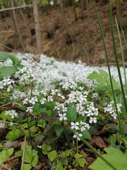Cardamine trifolia